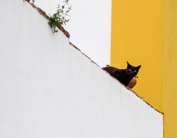 Eggers, Julie 아티스트의 Portugal-Obidos-Black cat sitting on stairs작품입니다.